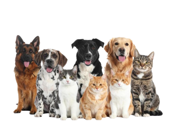group-of-cute-pets-including-dogs-and-cats-on-white-background-showcasing-their-playful-and-friendly-nature-free-photo__1_-removebg-preview
